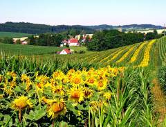 Grossansicht in neuem Fenster: Sonnenblumenfeld mit Blick auf Steeg